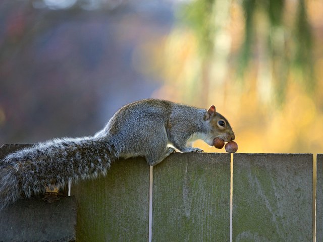 Обои орехи, забор, серая, белка, хвост, nuts, the fence, grey, protein, tail разрешение 5121x3413 Загрузить