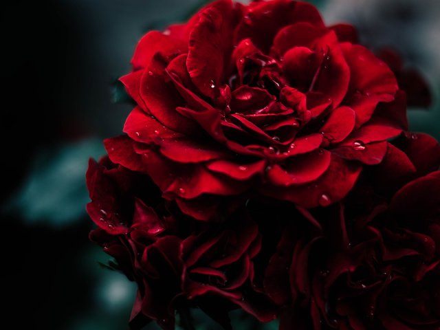 Обои краcный, макро, капелька, фон, цветок, капля, роза, красная, сад, дождь, macro, background, flower, drop, rose, red, garden, rain разрешение 2048x1362 Загрузить