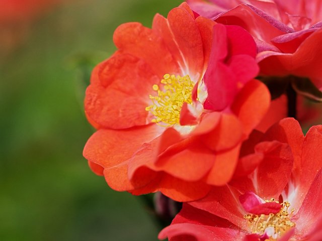Обои макро, розы, лепестки, macro, roses, petals разрешение 2560x2048 Загрузить