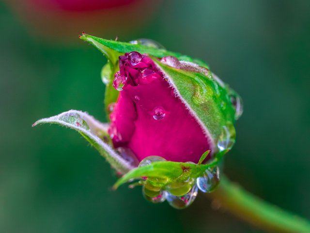 Обои цветок, роса, капли, роза, бутон, flower, rosa, drops, rose, bud разрешение 2048x1152 Загрузить