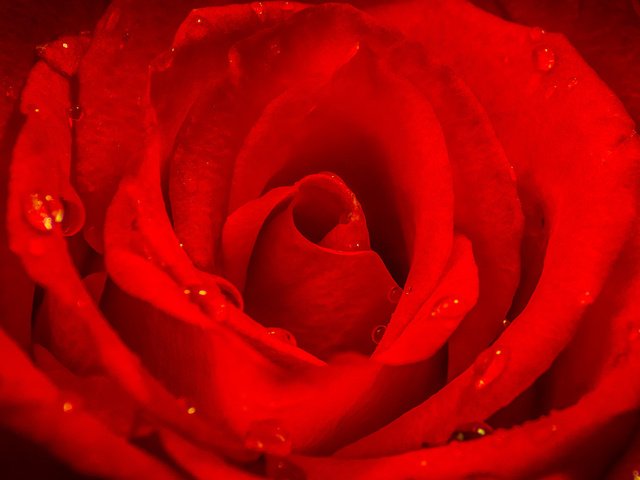 Обои макро, цветок, капли, роза, лепестки, красная, macro, flower, drops, rose, petals, red разрешение 2048x1152 Загрузить