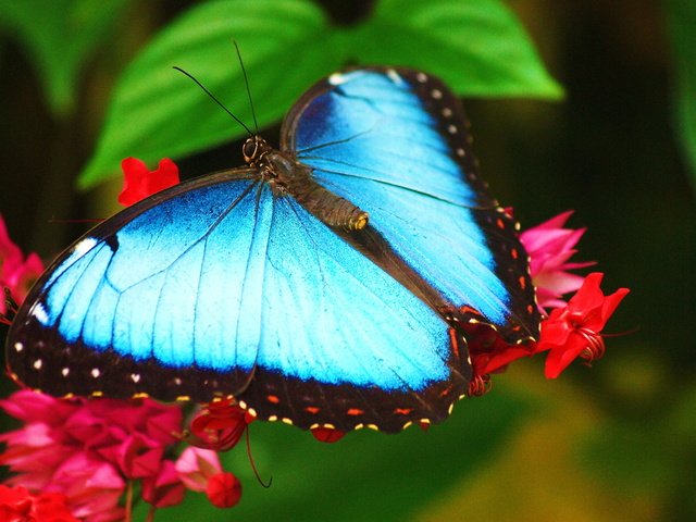 Обои макро, насекомое, цветок, бабочка, крылья, голубая, морфо, macro, insect, flower, butterfly, wings, blue, morpho разрешение 2560x1600 Загрузить