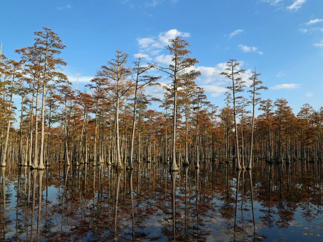 Обои небо, деревья, вода, лес, the sky, trees, water, forest разрешение 2048x1463 Загрузить