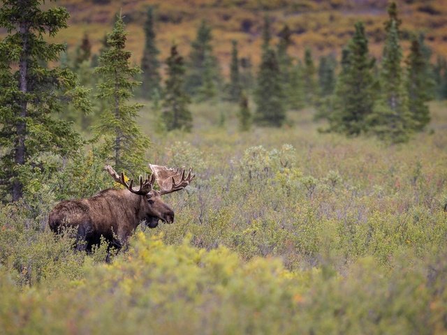 Обои лес, луг, рога, лось, сохатый, forest, meadow, horns, moose, elk разрешение 1920x1204 Загрузить