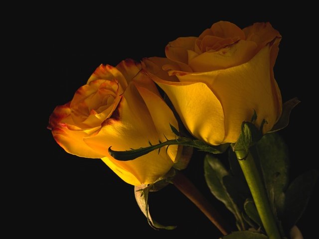 Обои бутоны, розы, пара, желтые, buds, roses, pair, yellow разрешение 3000x2002 Загрузить