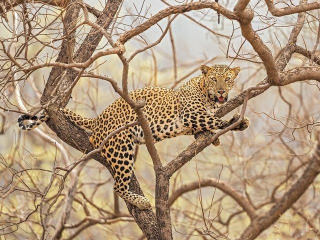 Обои природа, дерево, леопард, хищник, большая кошка, nature, tree, leopard, predator, big cat разрешение 2048x1366 Загрузить