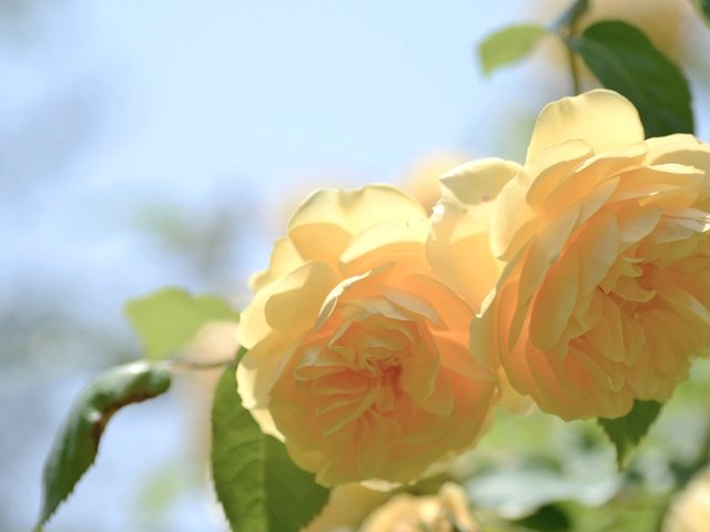 Обои макро, розы, желый, macro, roses, yellow разрешение 2048x1356 Загрузить
