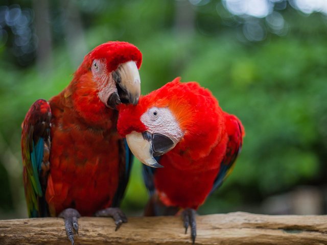 Обои красные, птица, клюв, перья, попугай, ара, попугаи, red, bird, beak, feathers, parrot, ara, parrots разрешение 2048x1365 Загрузить