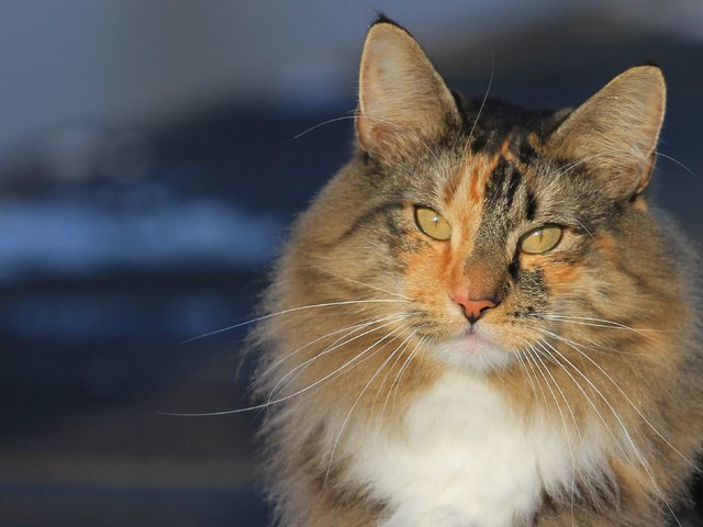Обои портрет, кот, мордочка, усы, кошка, взгляд, норвежская лесная кошка, portrait, cat, muzzle, mustache, look, norwegian forest cat разрешение 3257x2171 Загрузить
