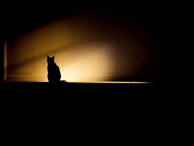 Обои свет, кошка, тень, комната, light, cat, shadow, room разрешение 2048x1365 Загрузить