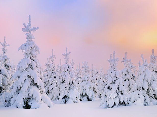 Обои снег, зима, северное сияние, сосны, сугробы, snow, winter, northern lights, pine, the snow разрешение 1920x1200 Загрузить