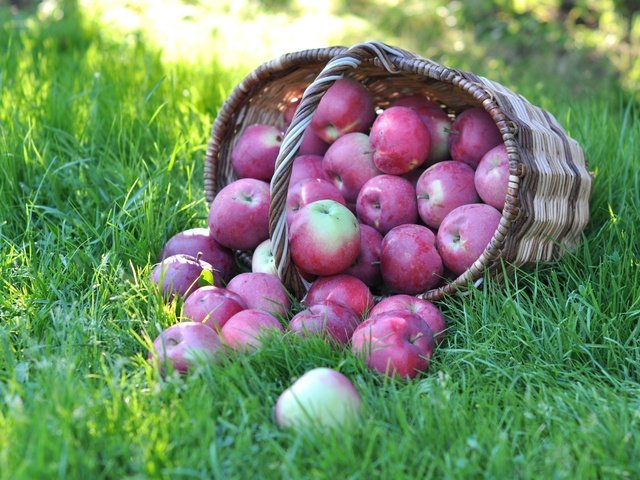 Обои трава, фрукты, яблоки, корзина, grass, fruit, apples, basket разрешение 3000x1918 Загрузить