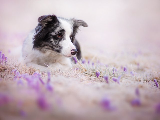 Обои цветы, взгляд, собака, друг, бордер-колли, flowers, look, dog, each, the border collie разрешение 2000x1333 Загрузить