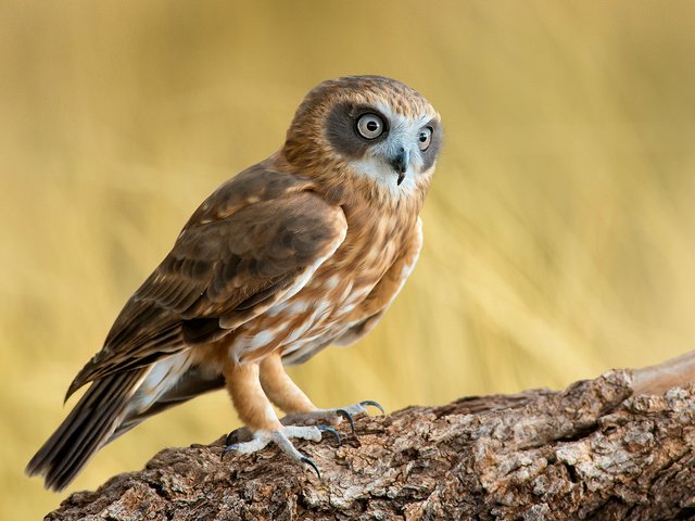 Обои сова, дерево, взгляд, птица, перья, owl, tree, look, bird, feathers разрешение 2048x1359 Загрузить