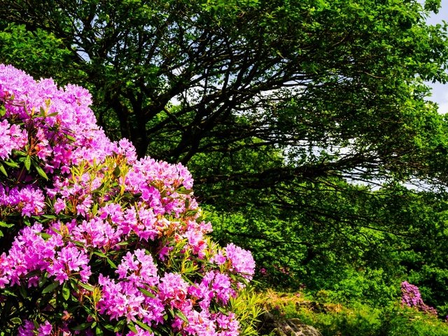 Обои цветы, деревья, природа, кустарники, flowers, trees, nature, shrubs разрешение 2000x1300 Загрузить