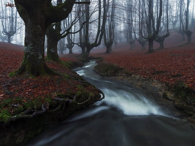 Обои река, лес, туман, river, forest, fog разрешение 2048x1367 Загрузить