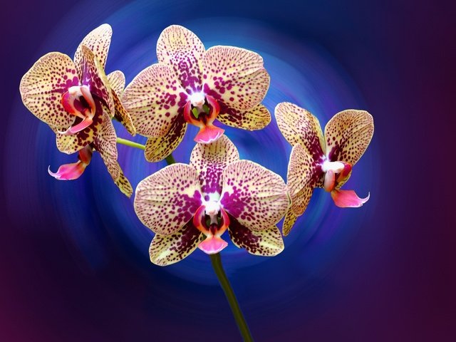 Обои цветы, лепестки, орхидея, flowers, petals, orchid разрешение 2048x1360 Загрузить