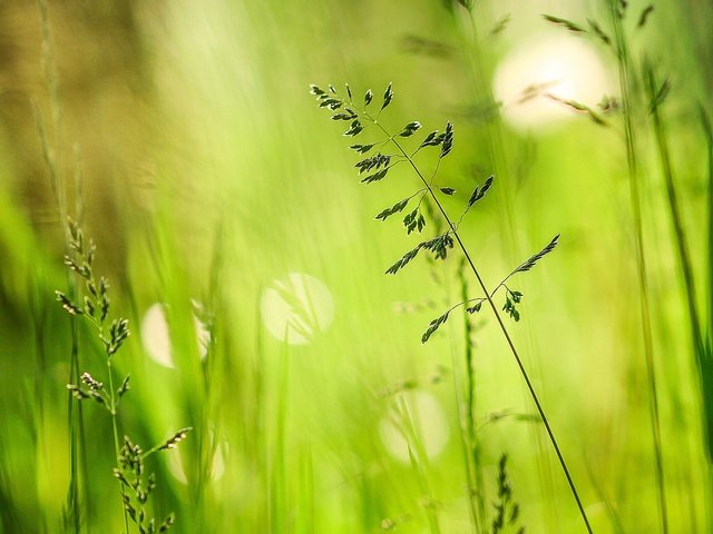 Обои трава, зелень, лето, блики, grass, greens, summer, glare разрешение 2048x1180 Загрузить
