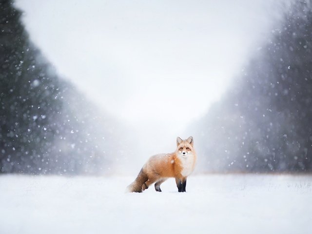 Обои снег, природа, зима, лиса, лисица, snow, nature, winter, fox разрешение 2048x1365 Загрузить