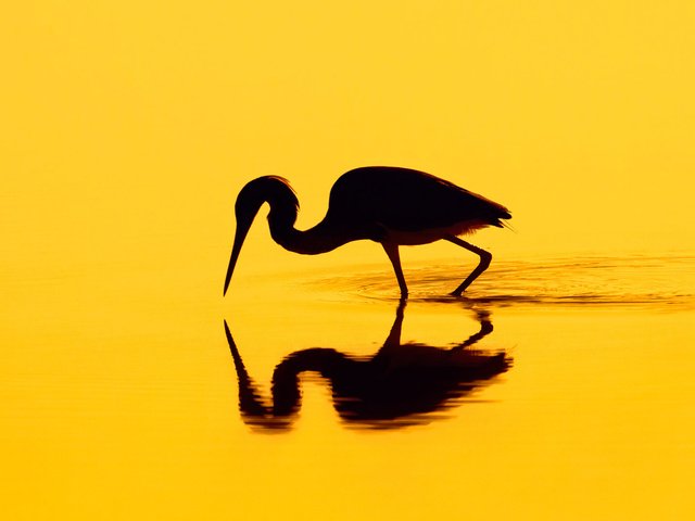 Обои отражение, птица, силуэт, цапля, reflection, bird, silhouette, heron разрешение 1920x1080 Загрузить