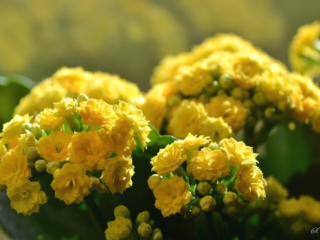 Обои цветы, размытость, каланхоэ, желтые цветы, flowers, blur, kalanchoe, yellow flowers разрешение 2048x1365 Загрузить