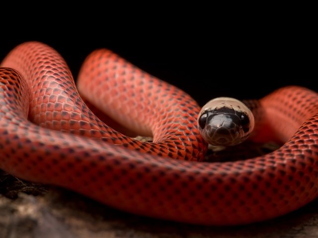 Обои змея, рептилия, пресмыкающееся, black-collared snake, drepanoides anomalus, snake, reptile разрешение 2602x1440 Загрузить