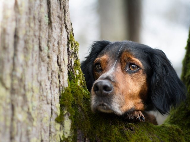 Обои дерево, взгляд, собака, мох, друг, tree, look, dog, moss, each разрешение 5184x3456 Загрузить