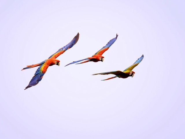 Обои полет, крылья, птицы, попугай, ара, попугаи, flight, wings, birds, parrot, ara, parrots разрешение 2048x1280 Загрузить
