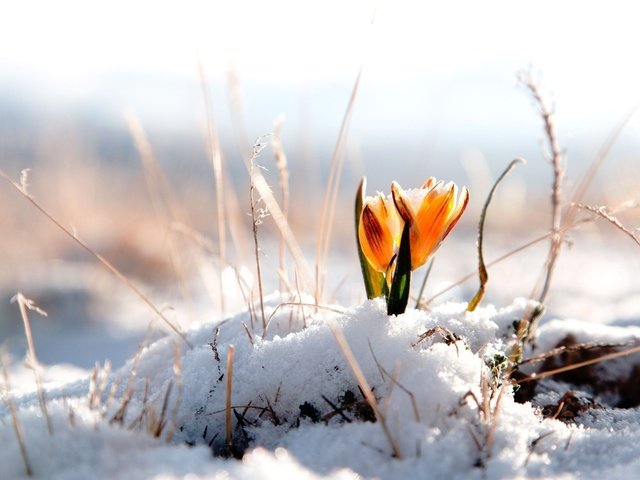 Обои цветы, снег, природа, желтый, цветок, весна, крокусы, крокус, flowers, snow, nature, yellow, flower, spring, crocuses, krokus разрешение 1920x1200 Загрузить