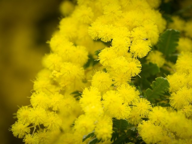 Обои цветы, природа, желтый, растения, макро, фон, ветки, мимоза, flowers, nature, yellow, plants, macro, background, branches, mimosa разрешение 2048x1296 Загрузить