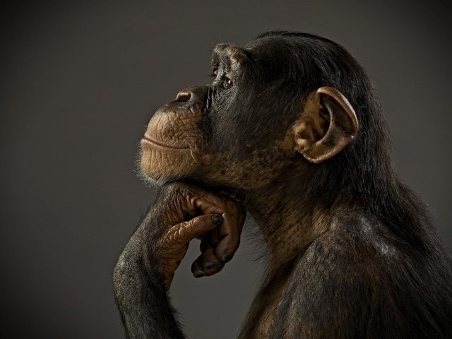 Обои фон, профиль, животное, обезьяна, примат, шимпанзе, background, profile, animal, monkey, the primacy of, chimpanzees разрешение 1920x1080 Загрузить