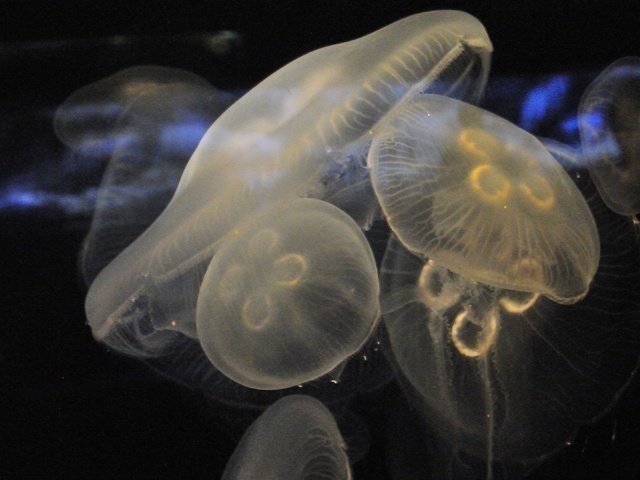 Обои медуза, медузы, аквариум, подводный мир, medusa, jellyfish, aquarium, underwater world разрешение 3840x2160 Загрузить