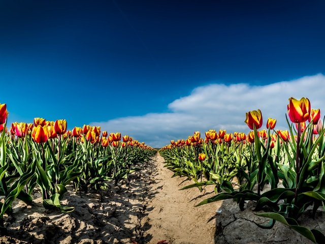 Обои небо, цветы, облака, поле, весна, тюльпаны, the sky, flowers, clouds, field, spring, tulips разрешение 2667x1440 Загрузить