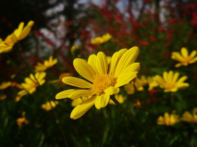 Обои цветы, природа, ромашки, желтые, желтые цветы, flowers, nature, chamomile, yellow, yellow flowers разрешение 4208x2368 Загрузить