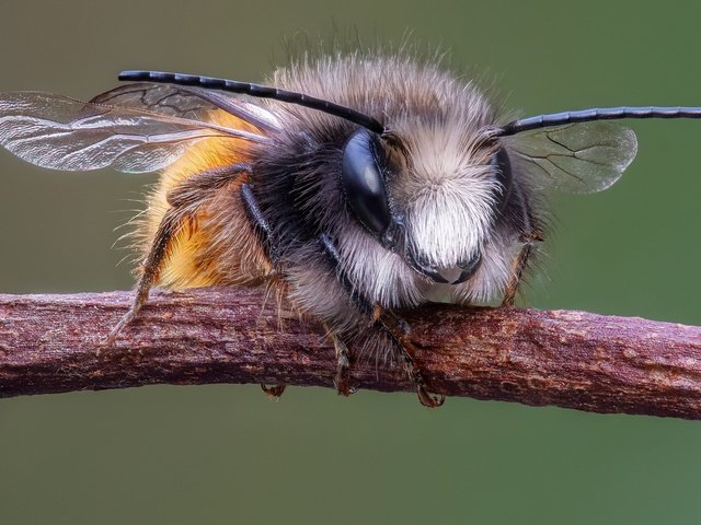 Обои ветка, макро, насекомое, усы, крылья, пчела, мегахилида, branch, macro, insect, mustache, wings, bee, megachilid разрешение 2048x1130 Загрузить