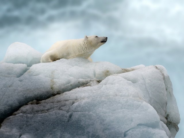 Обои полярный медведь, медведь, айсберг, белый медведь, льдина, polar bear, bear, iceberg, floe разрешение 3600x3000 Загрузить