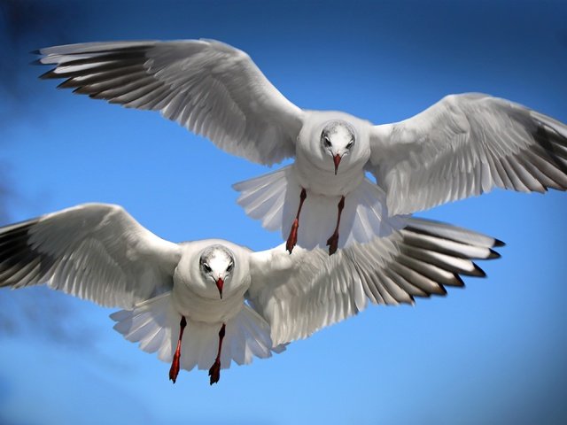 Обои полет, крылья, птицы, клюв, перья, чайки, flight, wings, birds, beak, feathers, seagulls разрешение 3840x2160 Загрузить