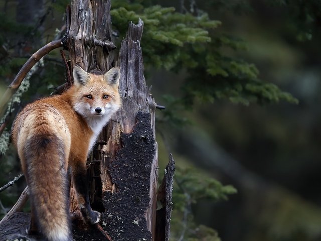 Обои природа, фон, мордочка, взгляд, лиса, лисица, хвост, nature, background, muzzle, look, fox, tail разрешение 1920x1111 Загрузить