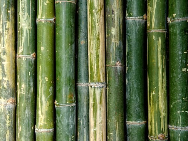 Обои текстура, зелёный, бамбук, стебли, texture, green, bamboo, stems разрешение 6084x4000 Загрузить
