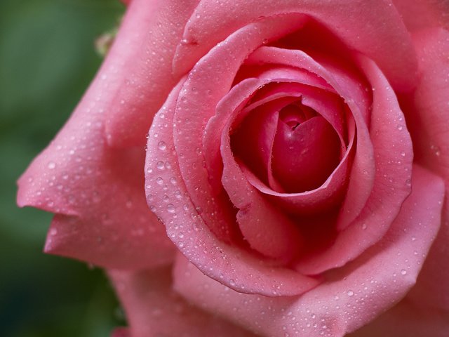 Обои цветок, капли, роза, бутон, flower, drops, rose, bud разрешение 2048x1365 Загрузить