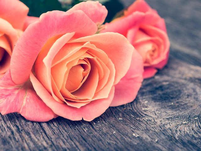 Обои цветы, макро, розы, лепестки, flowers, macro, roses, petals разрешение 2048x1367 Загрузить