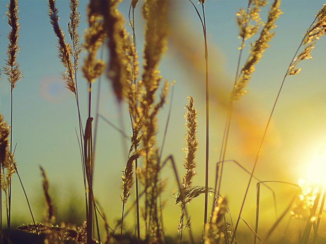 Обои небо, трава, солнце, природа, растения, фон, поле, колоски, the sky, grass, the sun, nature, plants, background, field, spikelets разрешение 1920x1080 Загрузить