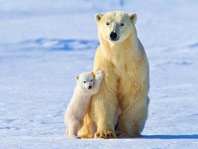 Обои свет, снег, зима, малыш, медведи, белые медведи, медведица, light, snow, winter, baby, bears, polar bears, bear разрешение 1920x1200 Загрузить