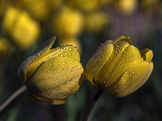 Обои цветы, бутоны, капли, тюльпаны, желтые, flowers, buds, drops, tulips, yellow разрешение 2000x1330 Загрузить