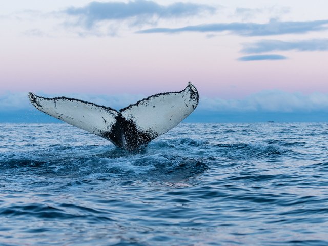 Обои небо, вода, горизонт, хвост, кит, подводный мир, горбатый кит, the sky, water, horizon, tail, kit, underwater world, humpback whale разрешение 1920x1080 Загрузить