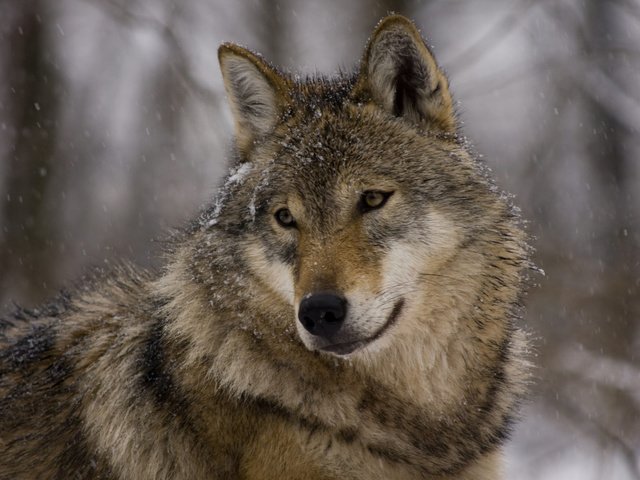 Обои глаза, морда, взгляд, хищник, зверь, волк, eyes, face, look, predator, beast, wolf разрешение 1920x1200 Загрузить