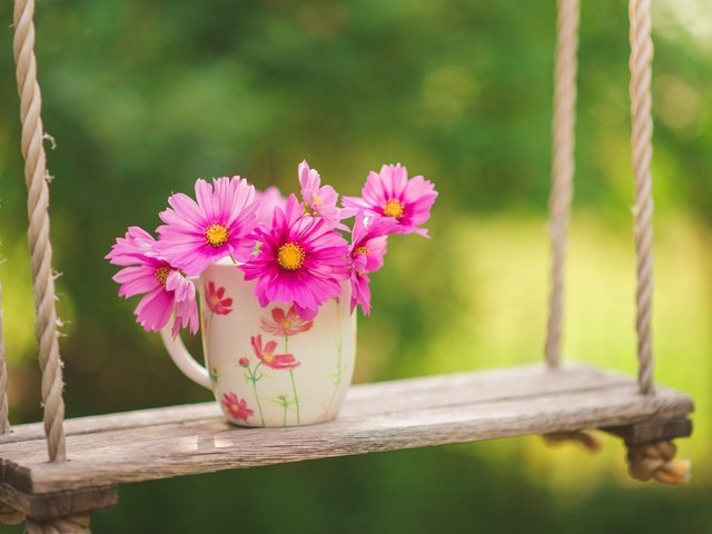 Обои цветы, природа, фон, розовые, чашка, качели, космея, flowers, nature, background, pink, cup, swing, kosmeya разрешение 2000x1335 Загрузить