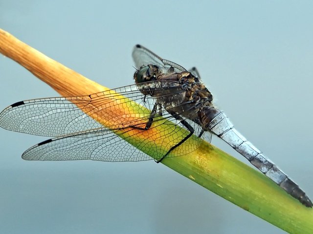 Обои насекомое, стрекоза, растение, insect, dragonfly, plant разрешение 2362x1539 Загрузить
