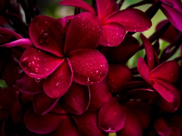 Обои цветы, капли, лепестки, капельки росы, плюмерия, flowers, drops, petals, drops of dew, plumeria разрешение 2560x1710 Загрузить