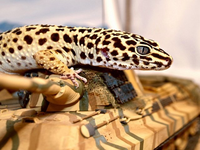 Обои танк, ящерица, глаз, геккон, рептилия, пресмыкающиеся, эублефар, tank, lizard, eyes, gecko, reptile, reptiles разрешение 1920x1200 Загрузить